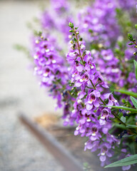 Angelonia Angelface, Purple Snapdragon Cluster