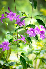 Purple flowers on a vine