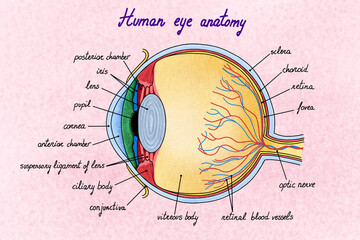 Human eye  illustration with different tissues.