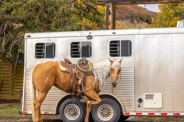 Saddled Palomino Horse holding leg up while tied to aluminum trailer