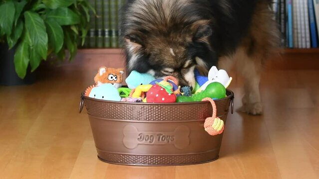 A Finnish Lapphund dog enjoying his toys