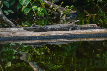 Fototapeta premium alligator in the water