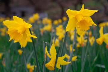 Yellow narcissus flowers blooming. Narcissus minor. Lesser daffodil. Least daffodil.