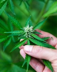 Green leaves of cannabis marijuana in farmer hand close up. Medical marijuana growing concept