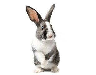 Kaninchen auf hinter beinen stehend isoliert auf weißen Hintergrund, Freisteller 