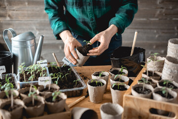 Farmer transplants tomato and pepper seedlings into peat cups. Preparing plants for growing in open ground. Home gardening concept - obrazy, fototapety, plakaty