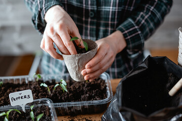 Farmer transplants hot pepper seedlings into peat cups. Preparing plants for growing in open ground. Home gardening concept - 753847835