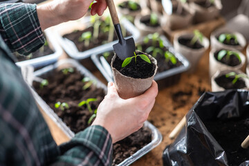 Farmer transplants hot pepper seedlings into peat cups. Preparing plants for growing in open ground. Home gardening concept - 753848289