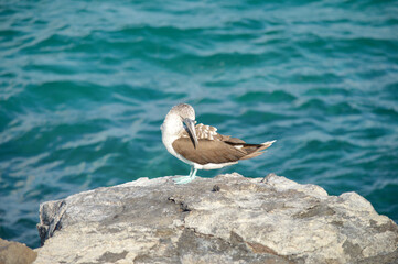 Blue footed booby