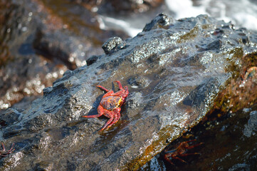 crab on a rock