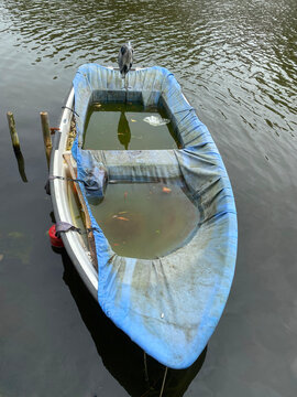 bird on boat