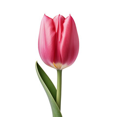 Tulip isolated on transparent background