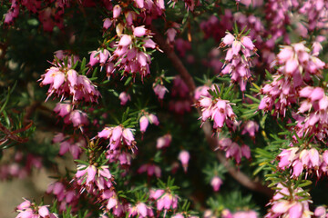 Garden plant Erica cinerea during flowering period.
