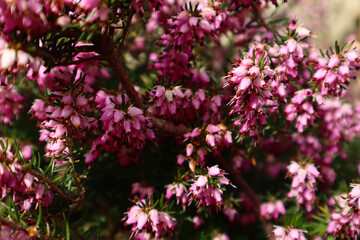 Fototapeta premium Garden plant Erica cinerea during flowering period.