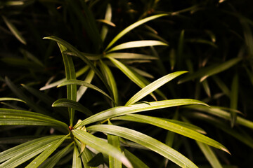 Palm leaves on a dark background.