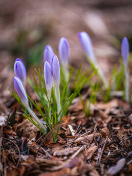 Crocuses