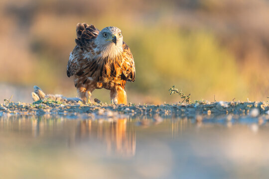 Red Kite With A Dead Rabbit At Sunset 