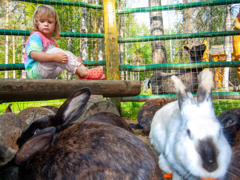 kid contact with animal rabbit in zoo