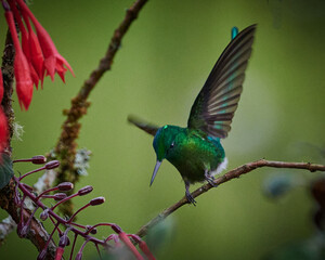 silfo de king, despegando