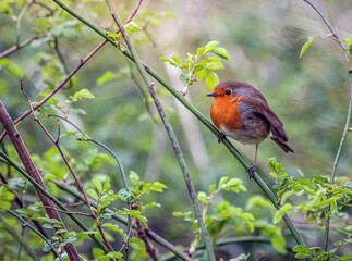 robin on branch