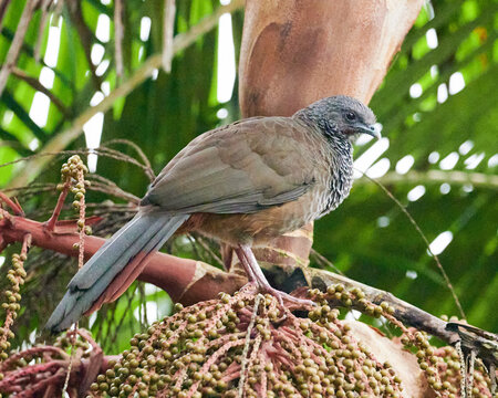 chachalaca colombiana sobre palma