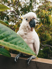 White Cockatoo. Parrot. Australia.