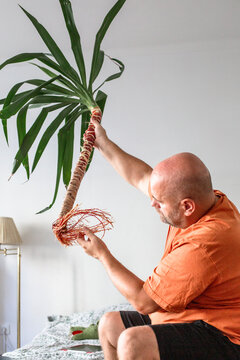 plant transplant