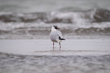 Black-headed Gull at the Beach