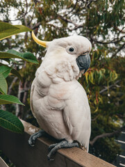 White Cockatoo. Parrot. Australia.