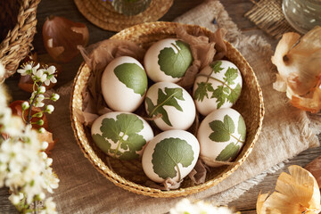Easter eggs in a basket with herbs attached to them with old stockings - preparation for dyeing...
