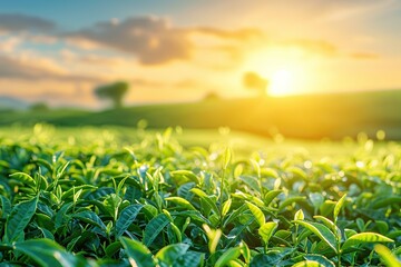 Green tea plantation at sunrise background - obrazy, fototapety, plakaty
