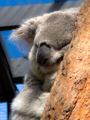 Koala, Sydney, Australia.