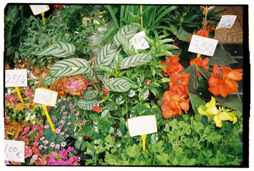 Flowers at the entrance to the store