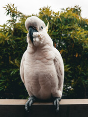 White Cockatoo. Parrot. Australia.