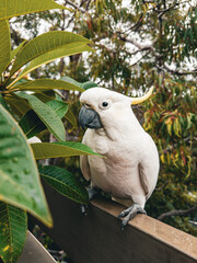 White Cockatoo. Parrot. Australia.