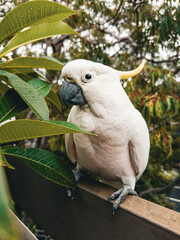 White Cockatoo. Parrot. Australia.