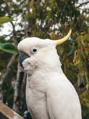 White Cockatoo. Parrot. Australia.