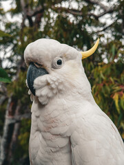 White Cockatoo. Parrot. Australia.