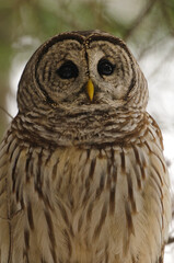 Portrait Barred Owl perched on a branch