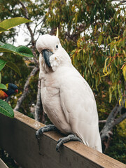 White Cockatoo. Parrot. Australia.