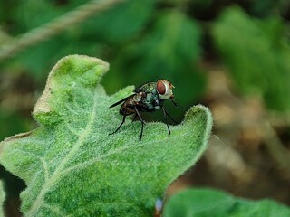 fly on leaf