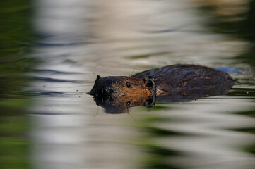 Beaver swims in a pond