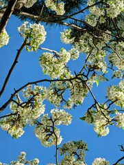 Blossoms against blue sky