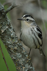 Black and white warbler perches on a branch on Spring migration