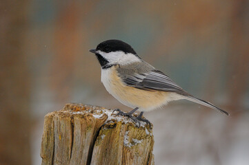 Obraz premium Black-capped Chickadee perches on a tree truck in winter