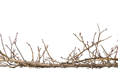 Delicate Bare Twigs Isolated on Transparent Background