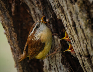 Carolina Wren on a tree near est nest with an insert in ils beak
