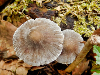 Mycena polygramma (Grooved Bonnet) growing through leaf litter in the woodland
