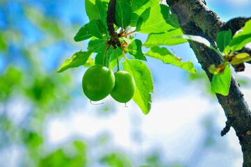 Green plum tree and plum fruit.