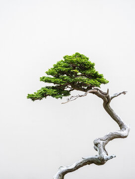 bonsai tree